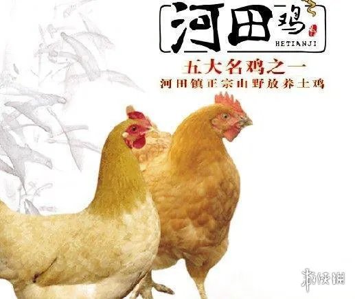 在《绝地求生》里吃鸡还不够?网曝网易成立养鸡场