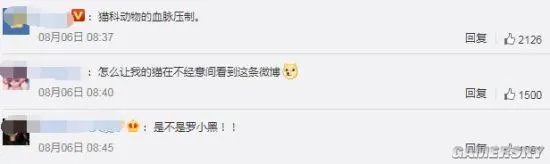 俄罗斯一黑猫逼退棕熊 网友:是不是罗小黑?
