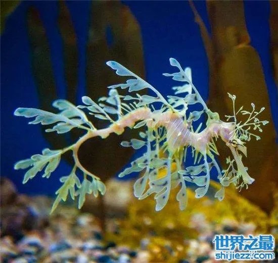叶海龙鱼外形奇特,能够随意自由变换颜色