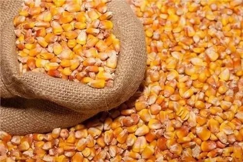 玉米价格每吨涨千元，为什么会出现这样的情况？