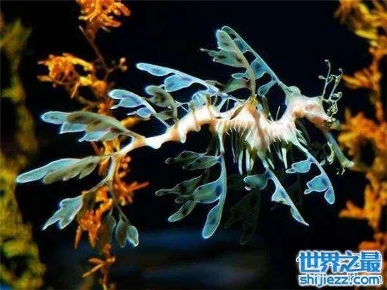 叶海龙鱼外形奇特,能够随意自由变换颜色