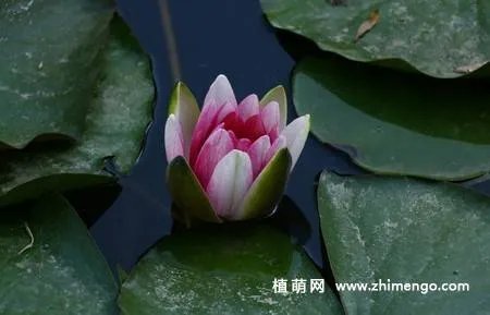 17张睡莲（子午莲）图片