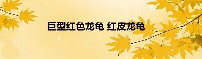 巨型红色龙龟 红皮龙龟