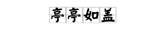 亭亭如盖的意思是什么