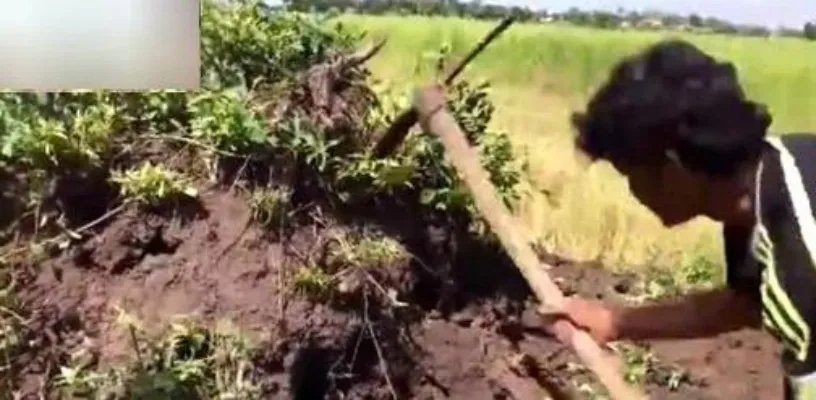 男子野外挖田鼠 挖出的东西吓一跳(组图)