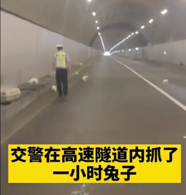 交警高速隧道抓了1小时兔子,此事到底是怎么回事?
