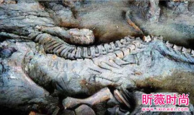 两兄弟挖出古墓 竟藏千年龙脉（图）