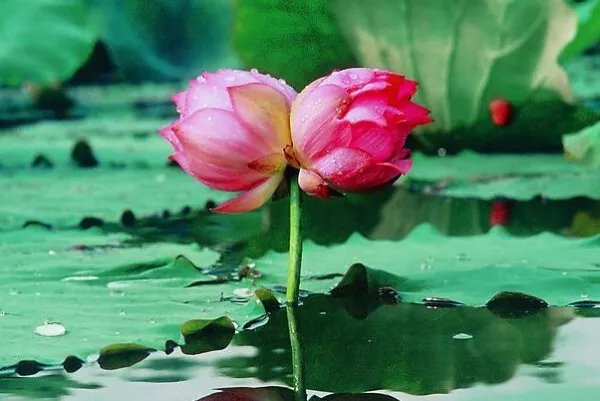 西溪湿地并蒂莲开花一天被折,摘花者是否该拉景区黑名单?