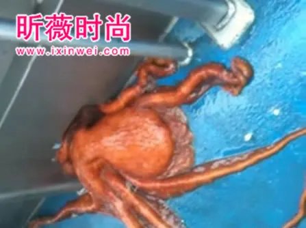 渔民将章鱼放在船上 下幕难以相信(组图)