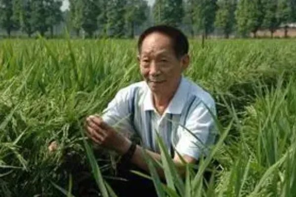 袁隆平人物事迹是什么？