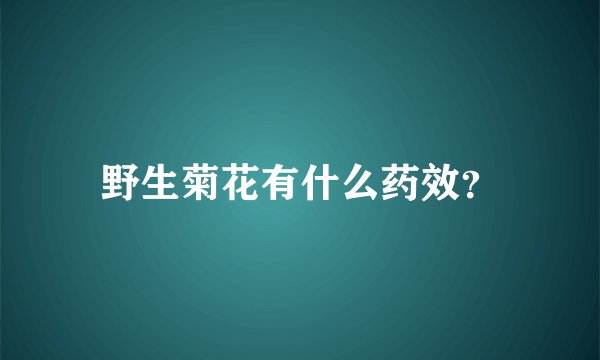 野生菊花有什么药效？