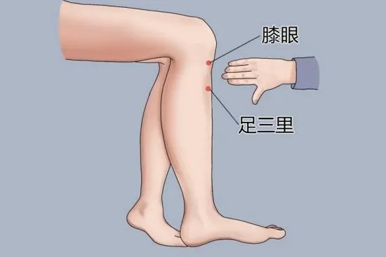 足三里的准确位置图片与作用