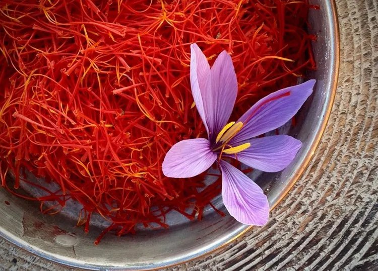 藏红花的功效与作用