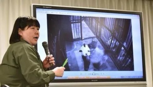 熊猫日本首次产子性别是什么?