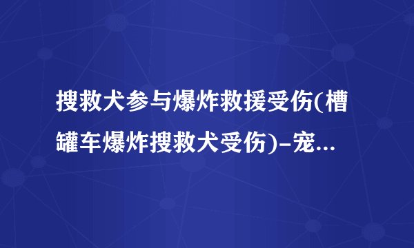 搜救犬参与爆炸救援受伤(槽罐车爆炸搜救犬受伤)-宠物狗-飞外网