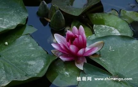 17张睡莲（子午莲）图片