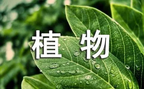 植物观察日记