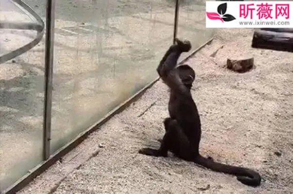 动物园猴子砸玻璃怎么回事:画面还原事发经过及结果