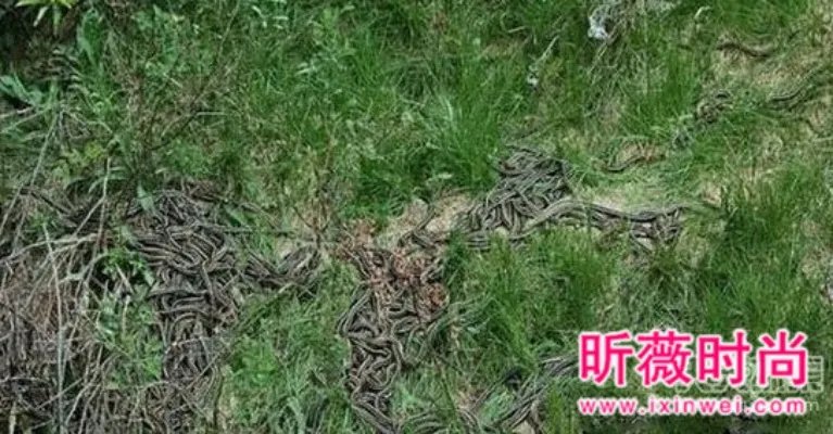 男子维修管道:竟发现骇人一幕(图)