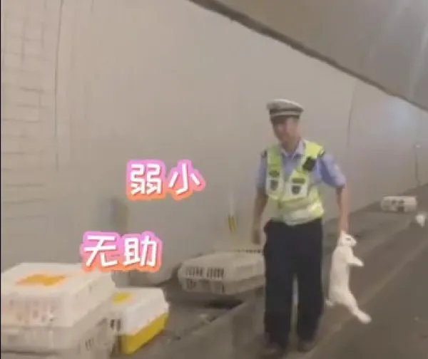交警高速隧道抓了1小时兔子,此事到底是怎么回事?
