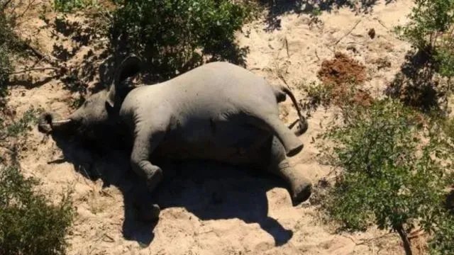 非洲数百头大象神秘死亡,是天灾人祸吗?