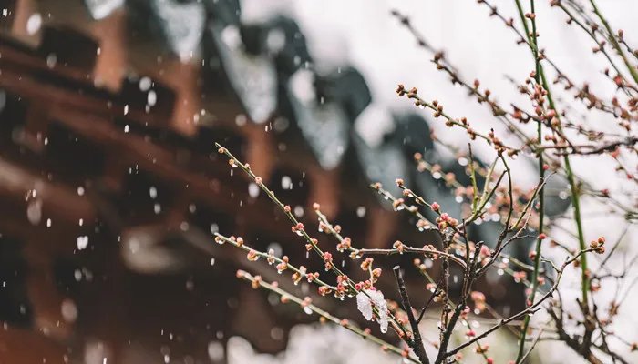 宝剑锋从磨砺出梅花香自苦寒来是什么意思