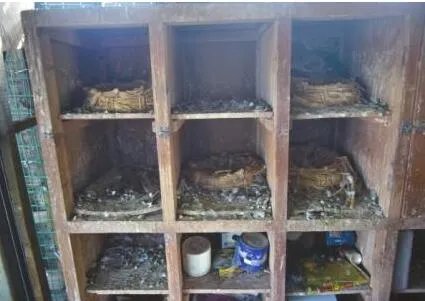 信鸽一月被盗光 损失高达七八万