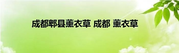 成都郫县薰衣草 成都 薰衣草