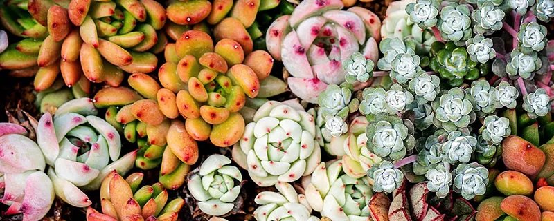 观音莲开花