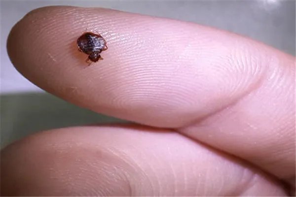 吸血臭虫怎么有效灭杀:人工捕捉(热水烫或太阳暴晒)