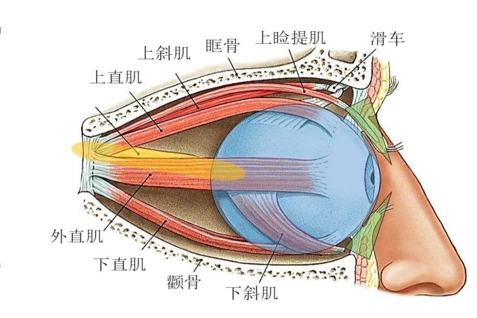 眼睛图