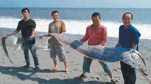 白龙王鱼图片是什么样的 这么恐怖的鱼能吃吗
