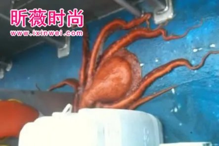 渔民将章鱼放在船上 下幕难以相信(组图)