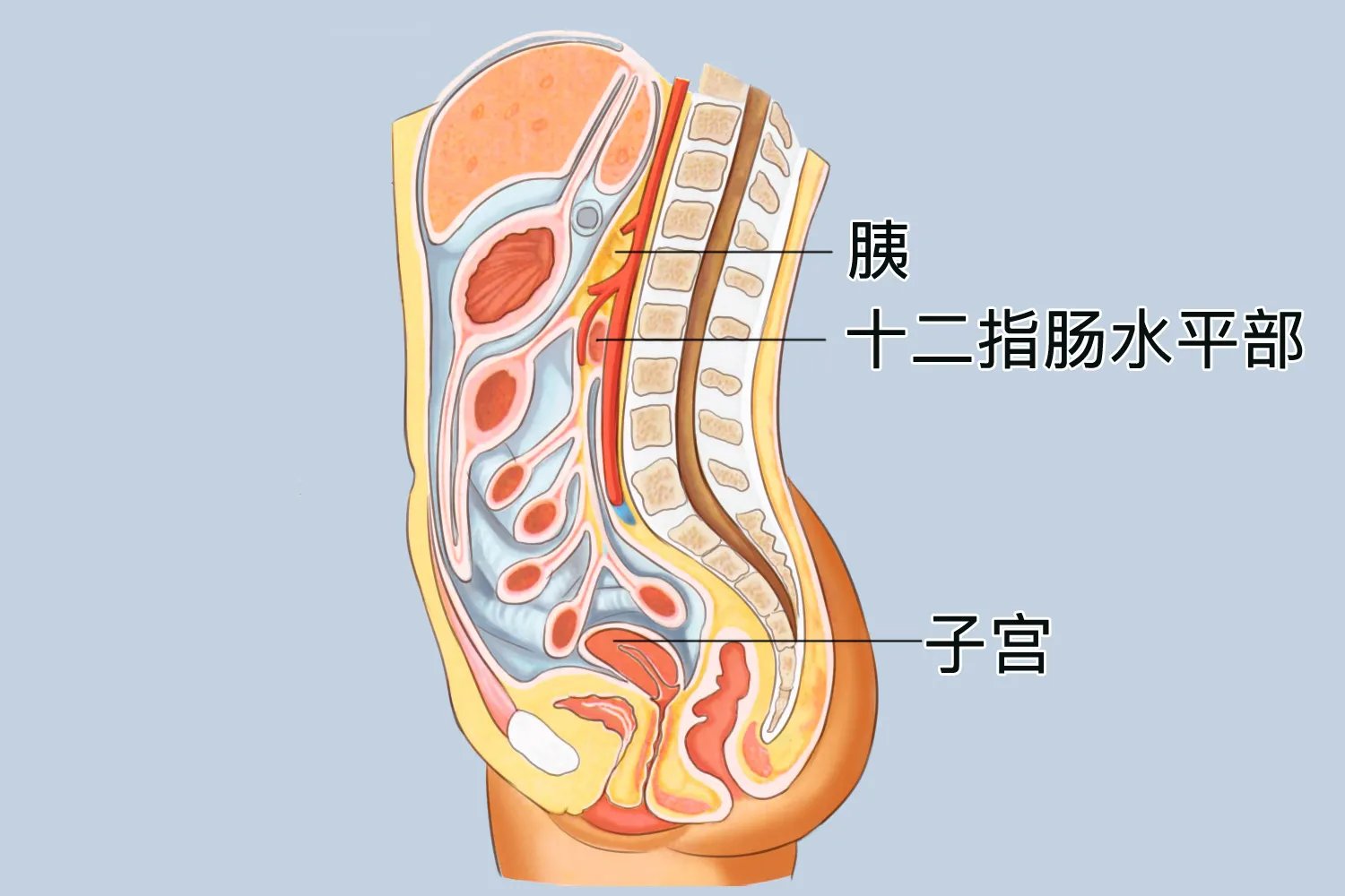 女性腹部内脏器官位置分布图