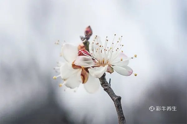 白梅花和玫瑰花泡水喝可以消结节吗
