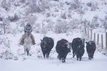 雪天骑马撞人逃逸将受到什么处罚?
