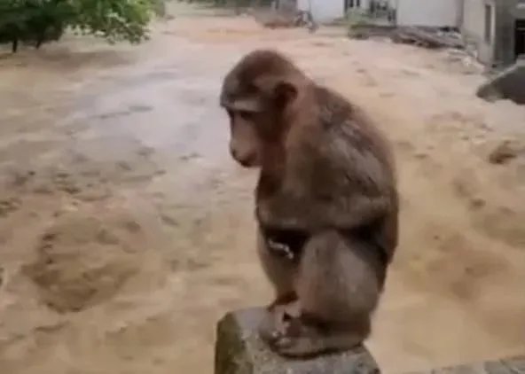 武夷山暴雨中猴子蹲桥上避险是怎么回事?