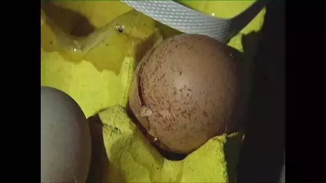 鸡蛋滴鼠药被买走 店主负责任满城寻找