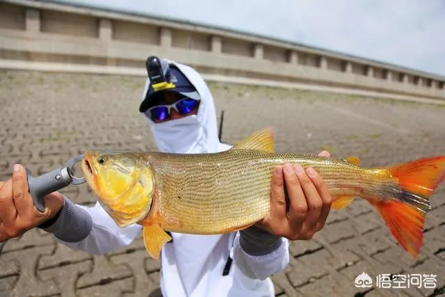 除了《游钓中国》,你还喜欢什么钓鱼类视频?