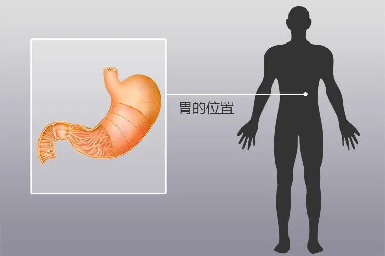 人体内脏位置分布示意图
