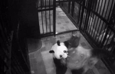 熊猫日本首次产子性别是什么?
