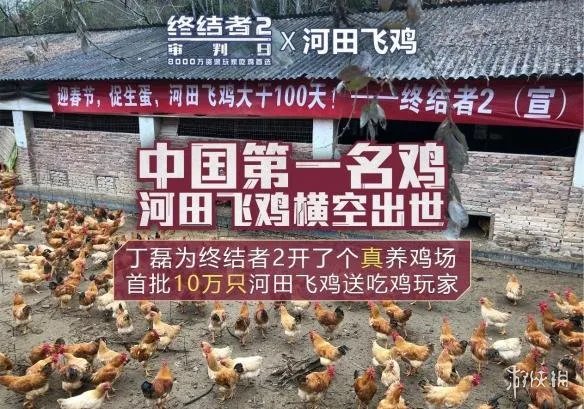 在《绝地求生》里吃鸡还不够?网曝网易成立养鸡场