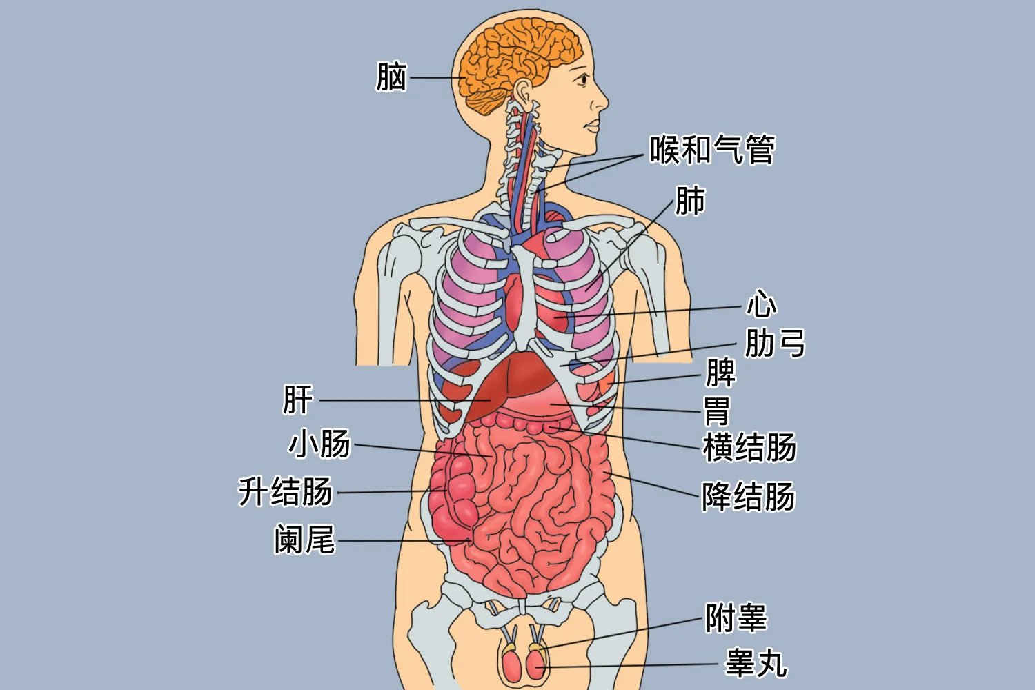 人体内脏位置分布示意图