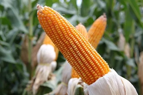 玉米价格每吨涨千元,为什么会出现这样的情况?