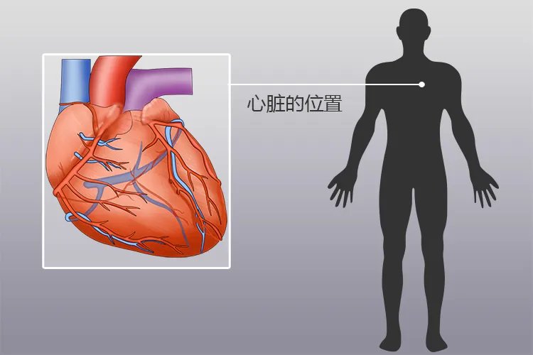 人体内脏位置分布示意图