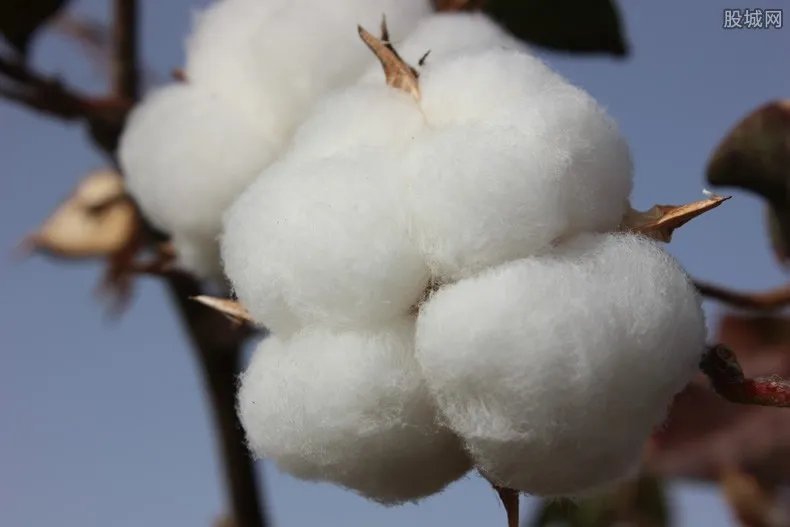 新疆棉花起因经过 事实和全过程是这样的