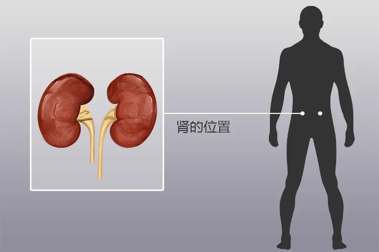 人体内脏位置分布示意图