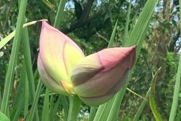 西溪湿地并蒂莲开花一天被折,摘花者是否该拉景区黑名单?