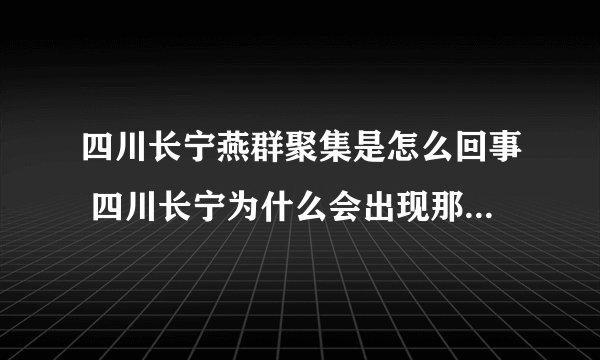 四川长宁燕群聚集是怎么回事 四川长宁为什么会出现那么多燕子