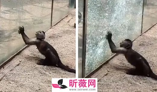 动物园猴子砸玻璃怎么回事:画面还原事发经过及结果